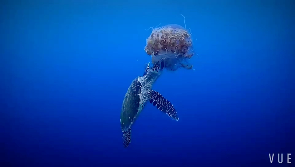 大海龟吃水母90