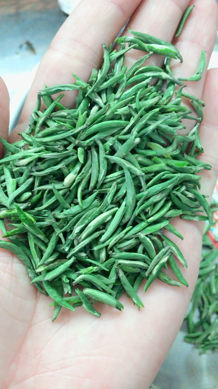 水中舞者95湄潭翠芽