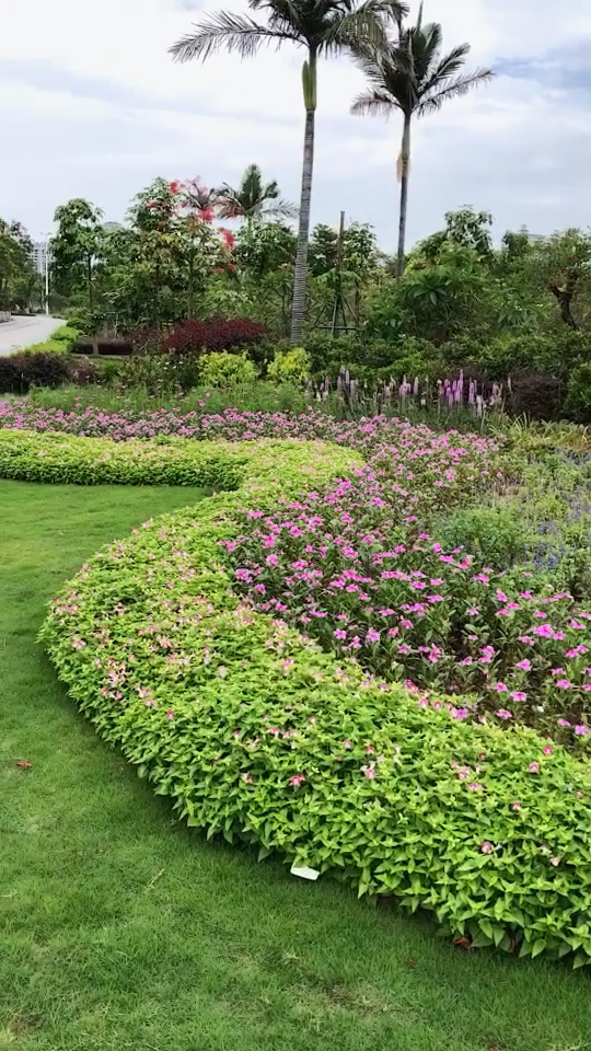 漂亮的珠海绿化……好美的花