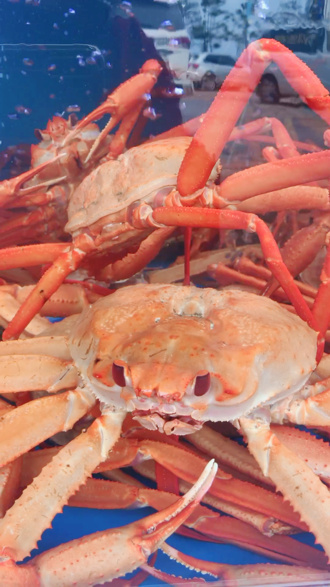 蟹中之王,真不是白叫的,看看帝王蟹在水里这架势!