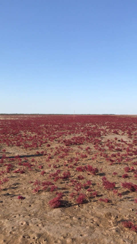 红地毯,盐碱地,这里是东营,不一样的海边