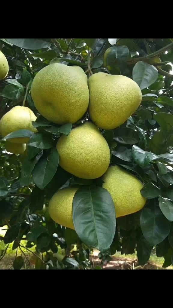 福建省莆田市仙游县度尾镇文旦柚上市,欢迎订购