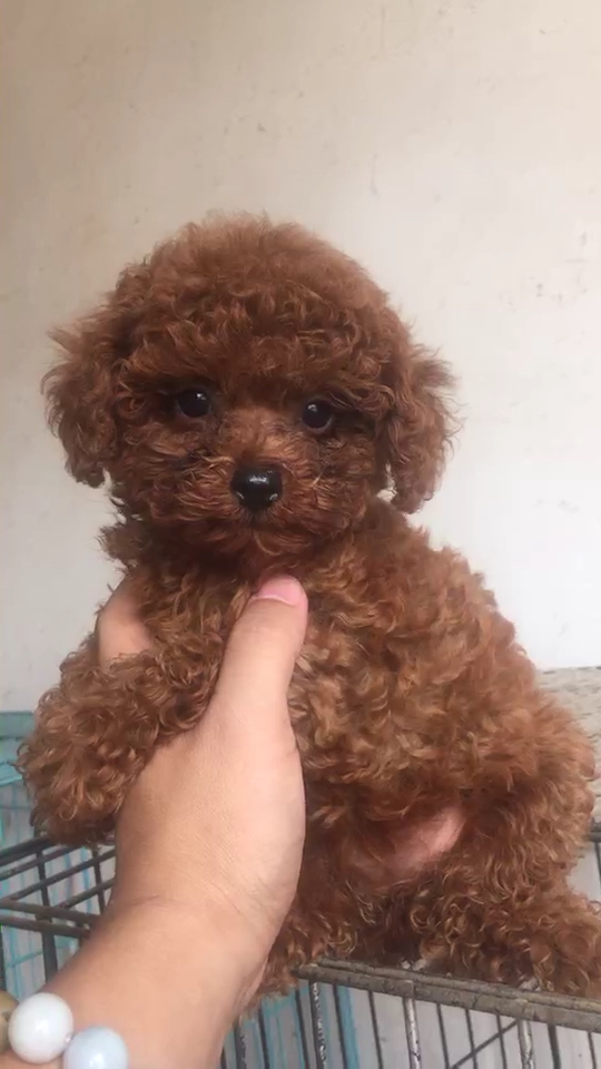 精品泰迪妹妹,爆红苹果脸,三个月