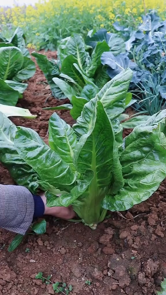 厚皮菜猪皮菜甜菜,剩下的名字给你们发挥,我只知道这三个