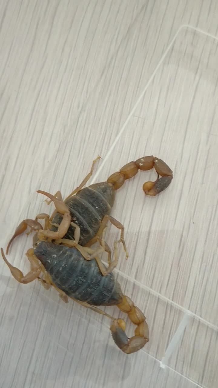 两只胖母蝎,本来想拍个教大家看怀孕母蝎的视频,但是单手真的不好拍.