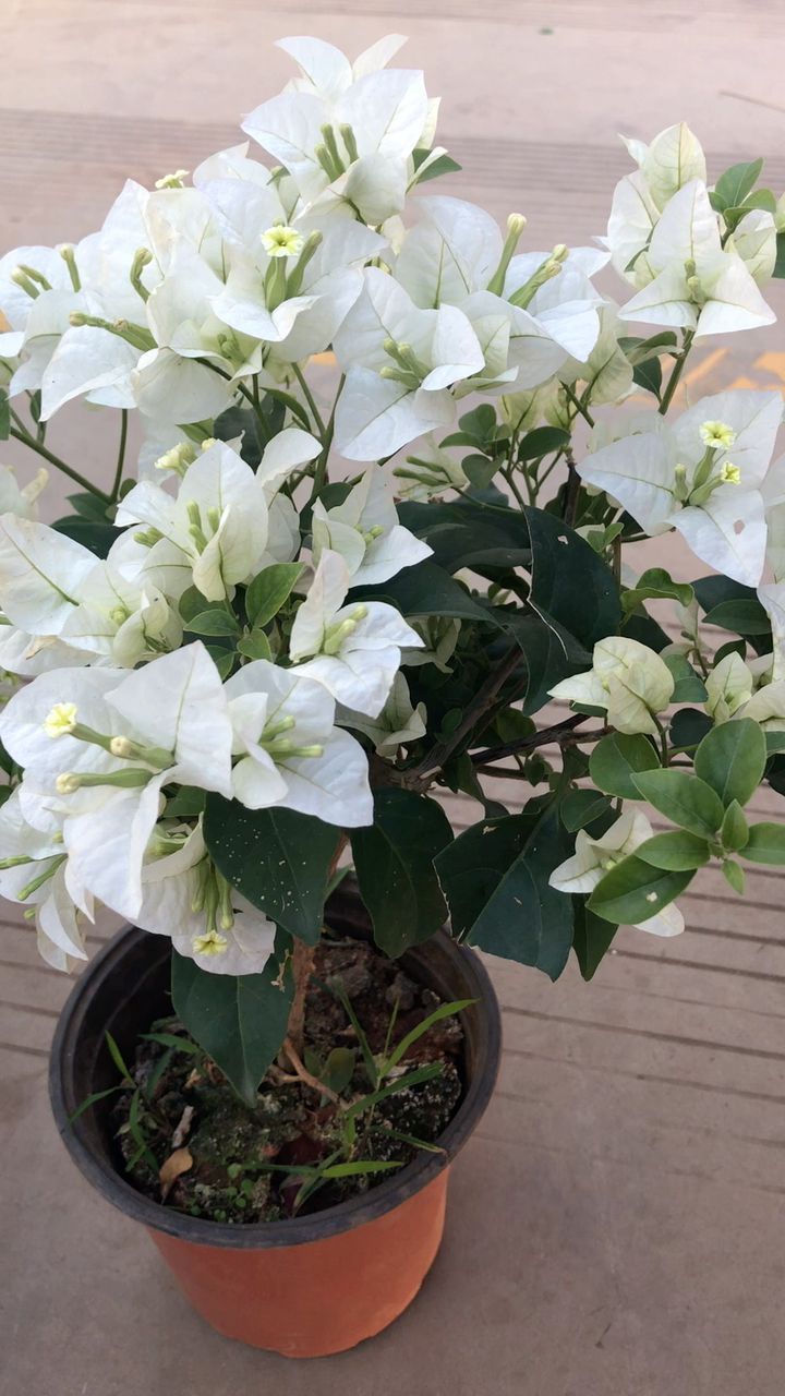 白雪公主三角梅