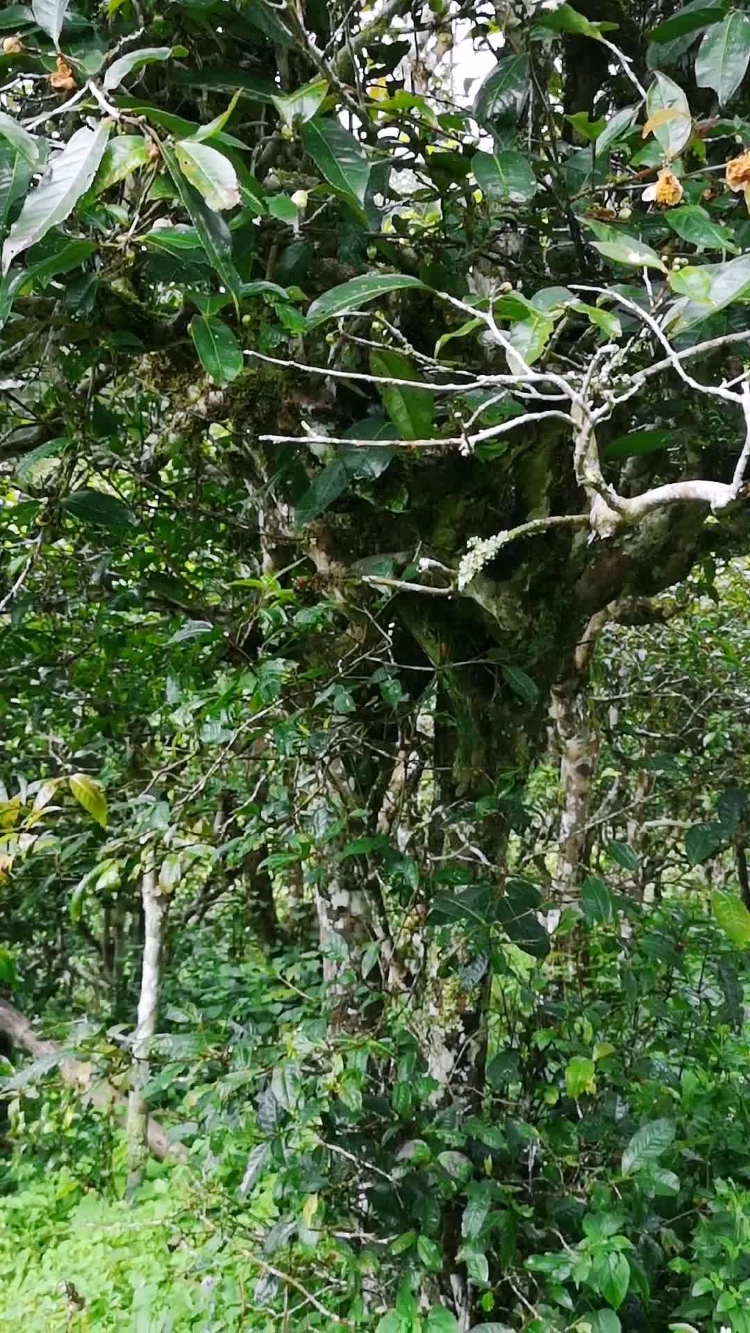 西双版纳古普茶庄园古树茶山