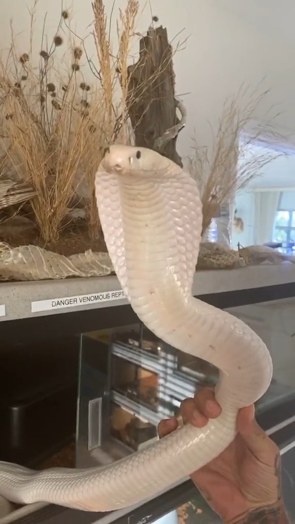 非常罕见的眼镜蛇"白娘子"!