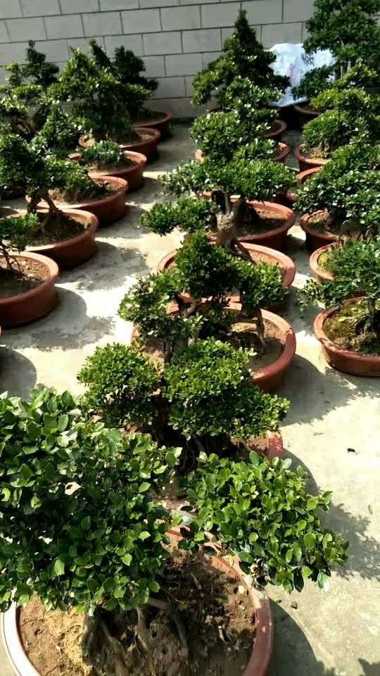 中华文木盆栽,四季常青美美哒!