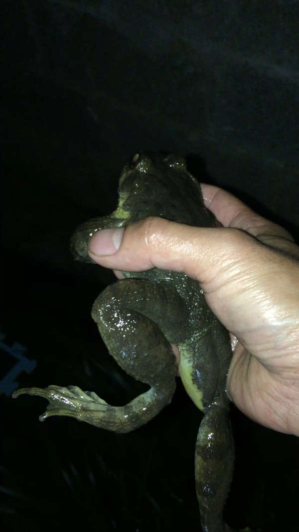 野生石蛙养殖.喜欢的朋友帮忙点个7315谢谢!