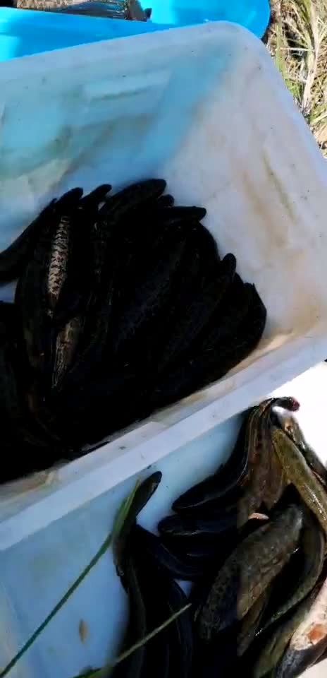 放生野生黑鱼96
