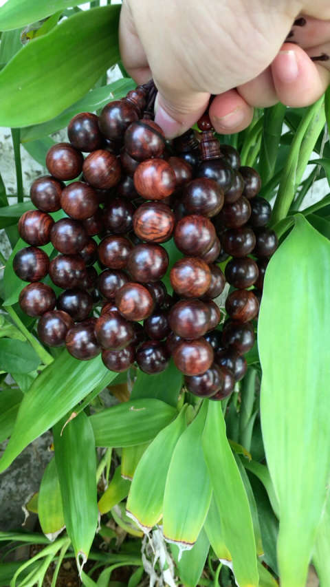 热辣款顶级海南黄花梨霸王岭西部紫油梨老料精美1.5x15粒经典小美串