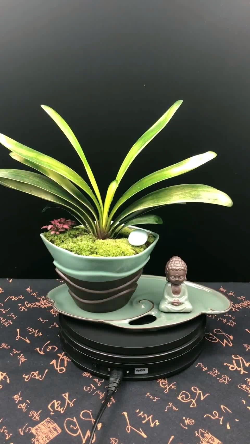 佛光君子兰78(初心花草)