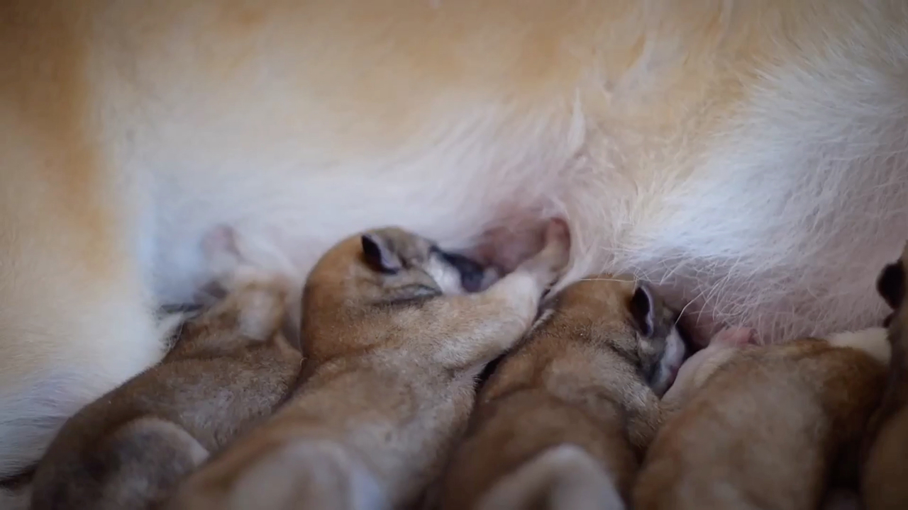 五枚刚出生的秋田犬宝宝929292