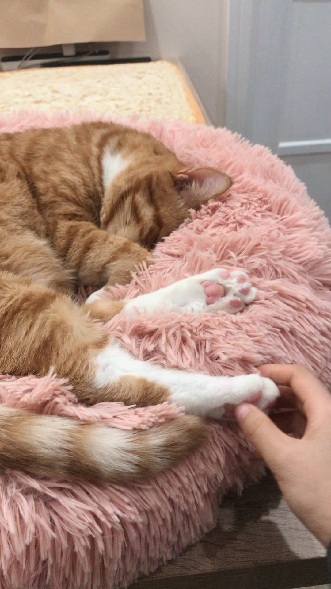 还有比猫主子的粉色小肉垫更可爱的吗?没有!