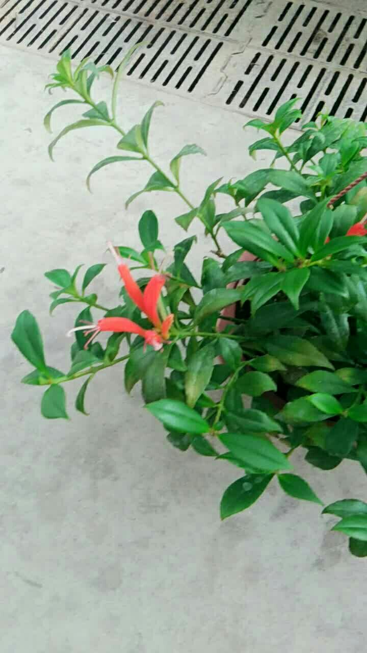 凤还巢,吊兰式盆栽