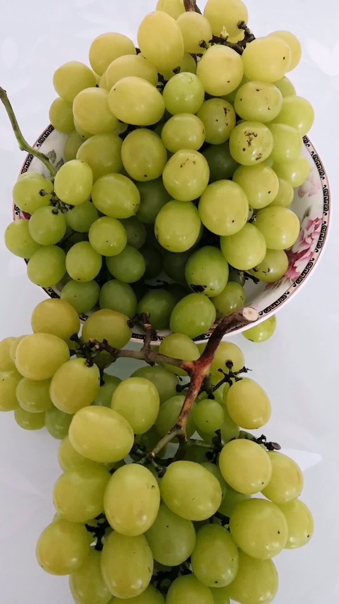 绿玫瑰葡萄