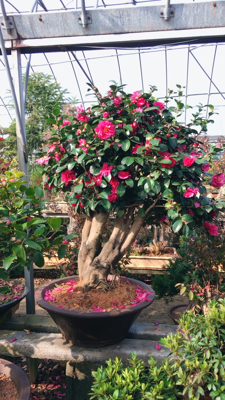 茶梅树桩盆景 室内 庭院摆放