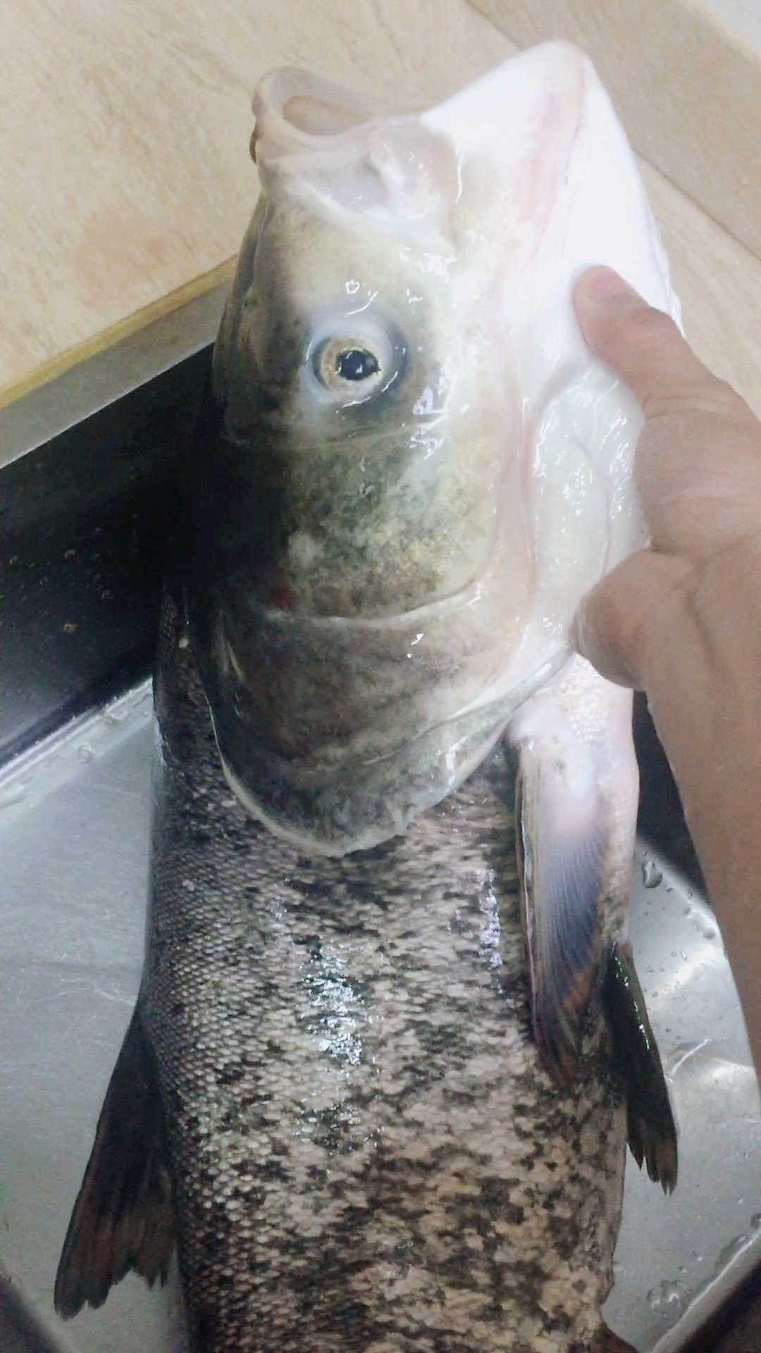 十六斤重大头鲈鱼.吃了两天90