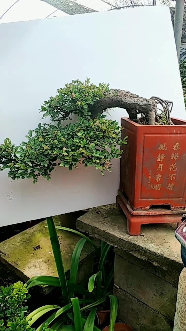 悬崖榆树盆景老桩