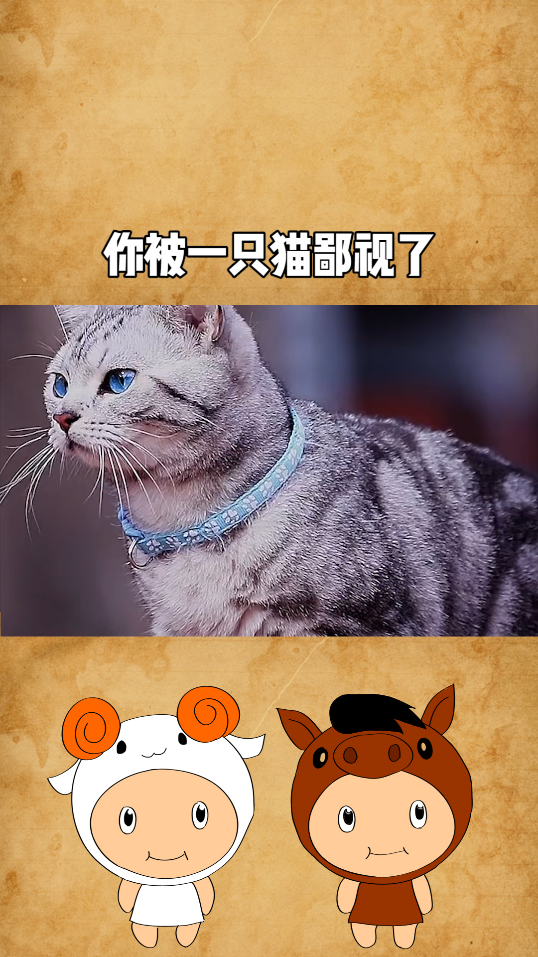 对不起,你被一只猫鄙视了!