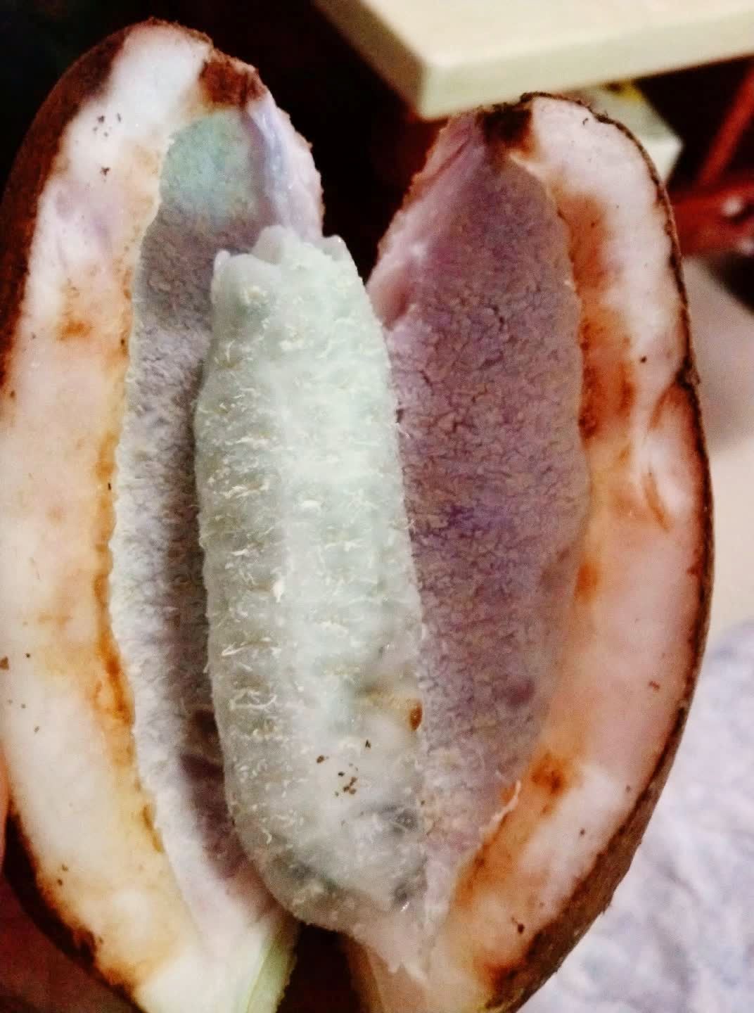 不晓得这玩意普通话怎么说,我们这叫牛卵子,你们那叫啥呢?