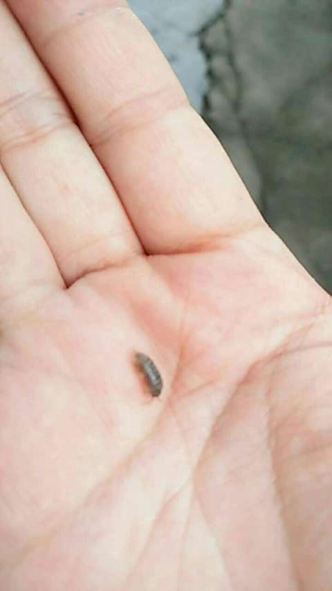 一只小小的西瓜虫,我们土话叫麻孩底,你们叫什么呢?
