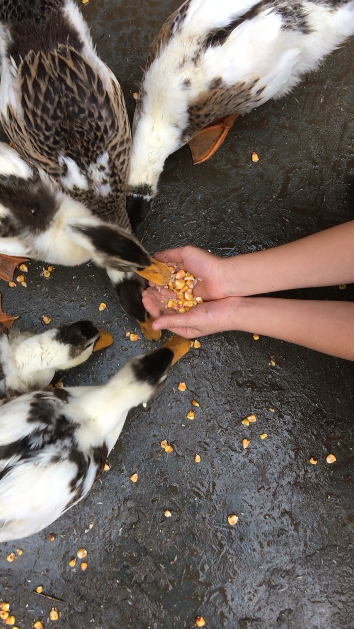 超喜欢喂鸭子08吃东西б9868