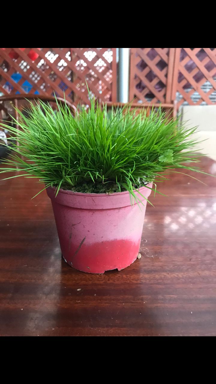 菖蒲~~~黄金姬老桩头