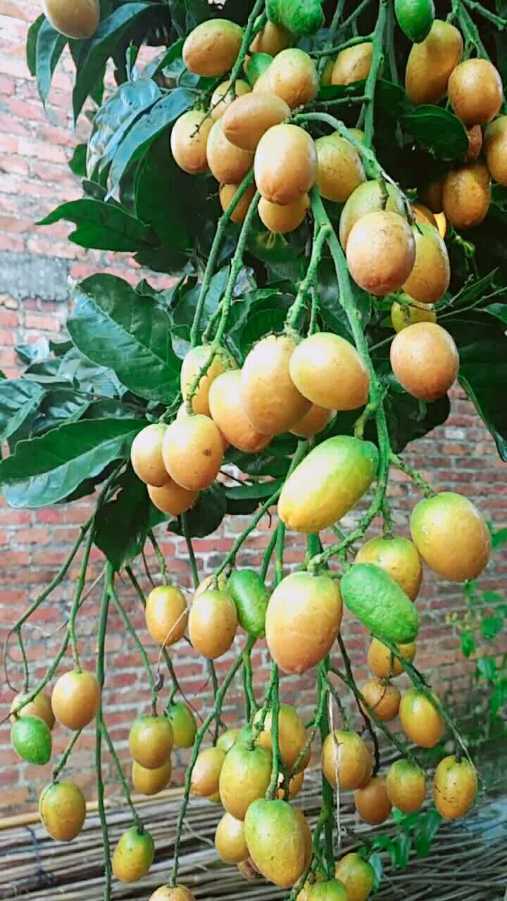 我想带你去火辣辣的茂名吃水果90