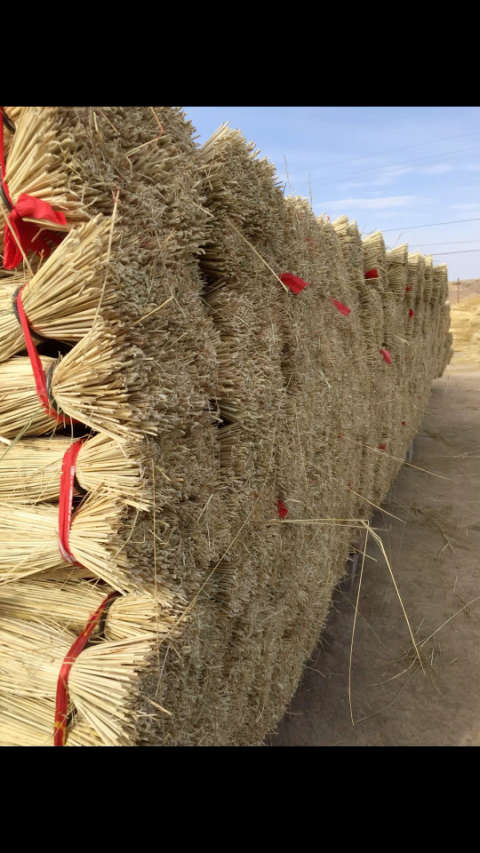 常年生产批发芨芨草大扫把,联系电话13689446349