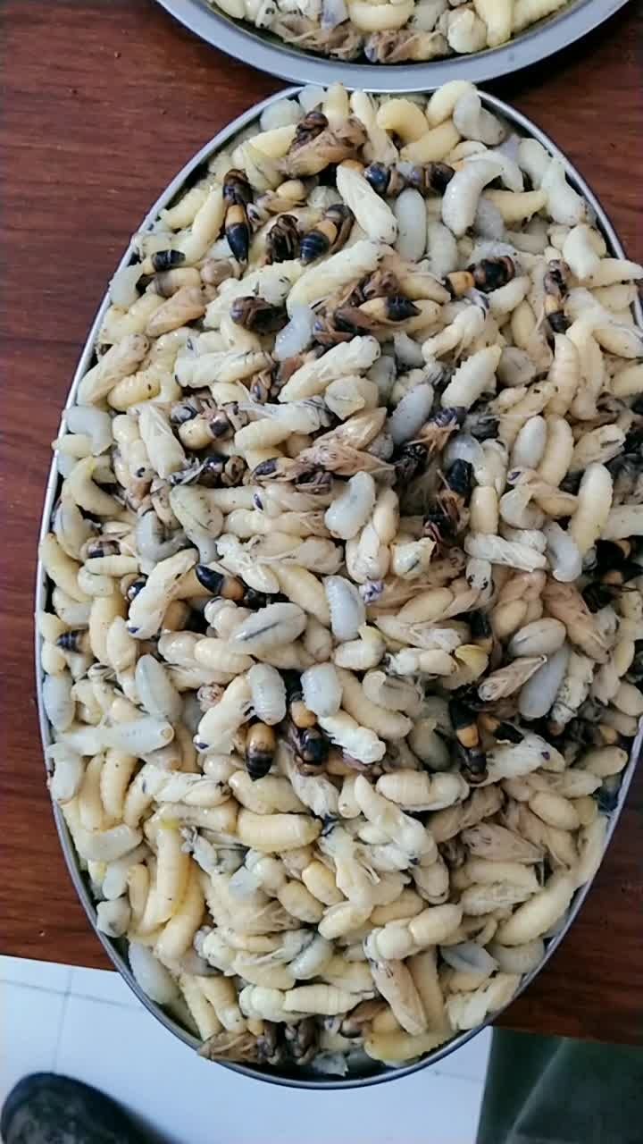 野生马蜂蛹,吃喝玩乐它最好!