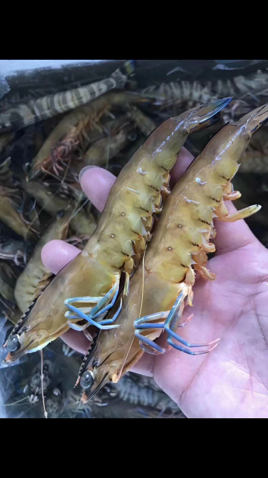 大蓝尾虾   大沙鲁虾
