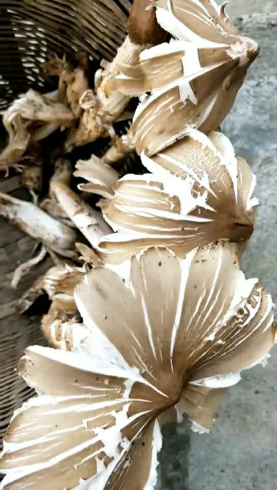 太安逸了,三八菇99