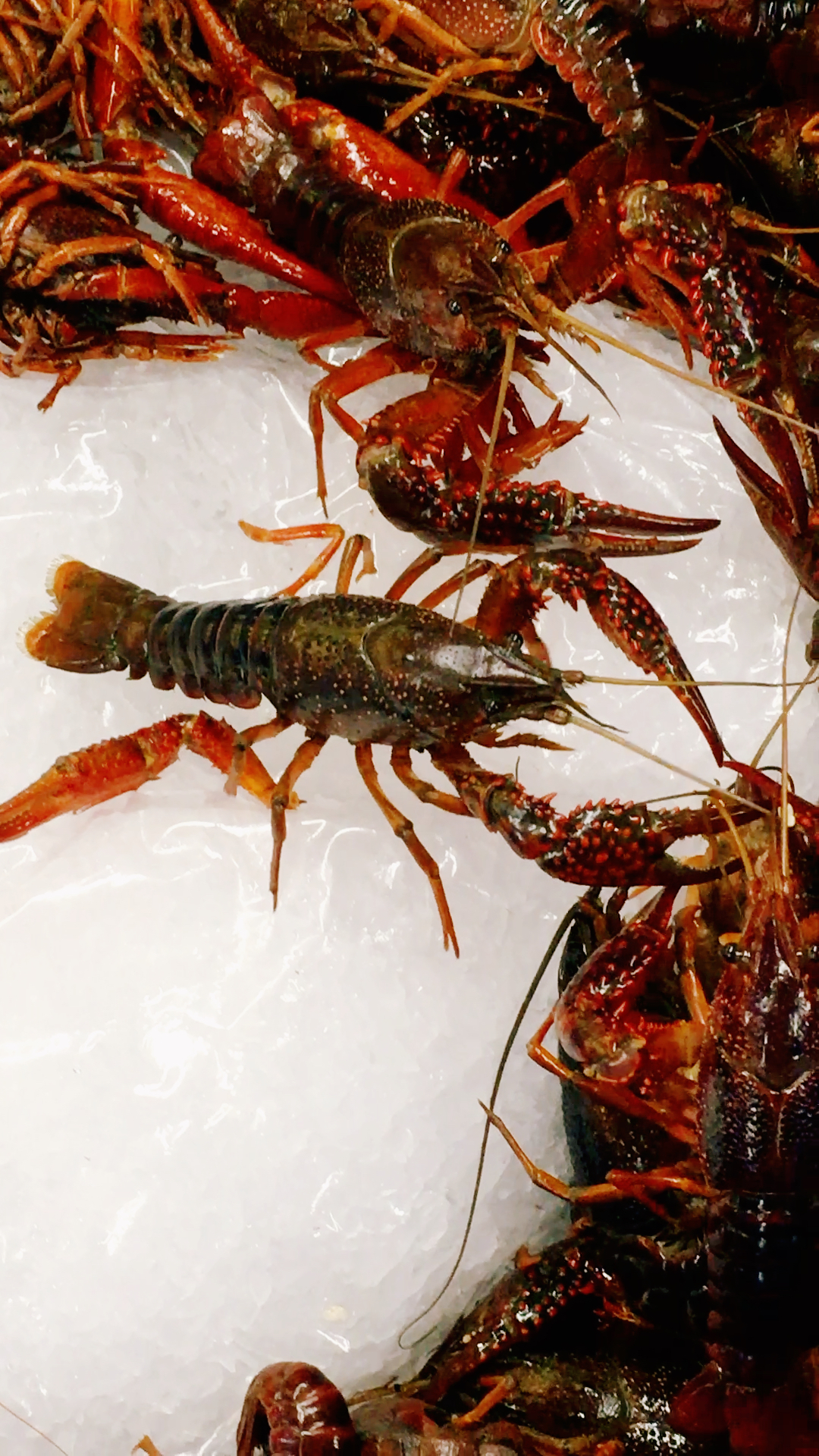 活着的小龙虾97