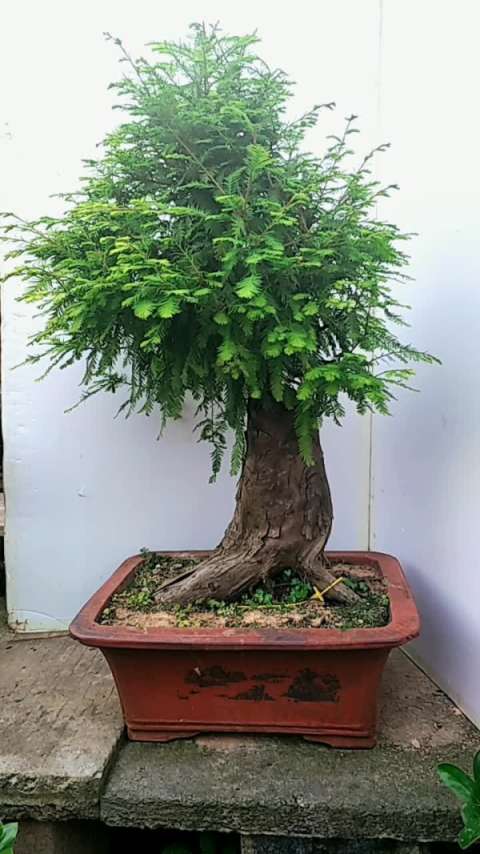 降龙木盆景老桩