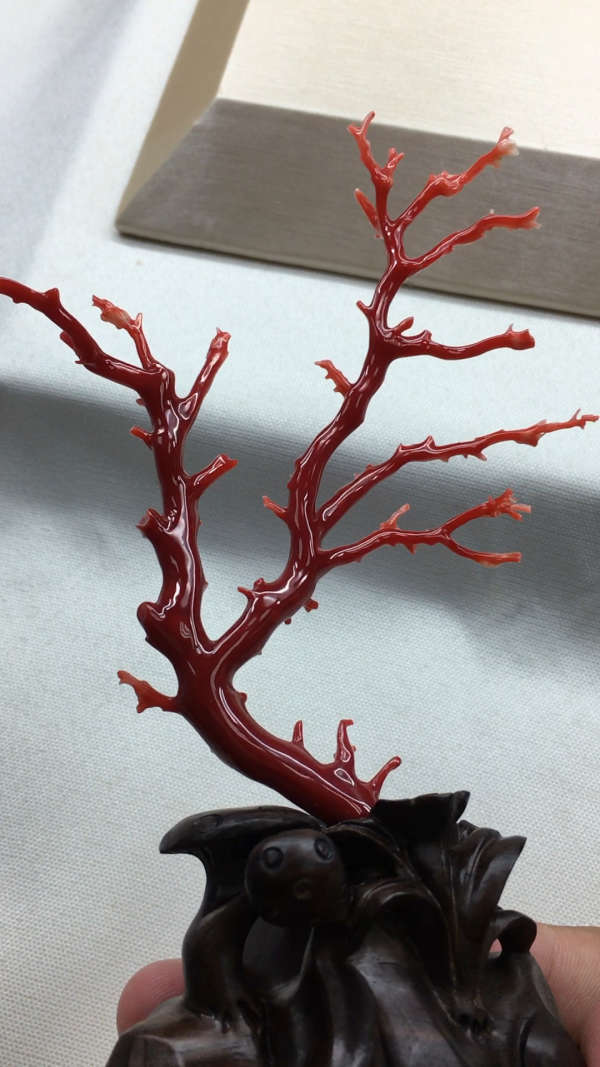 阿卡红珊瑚树摆件