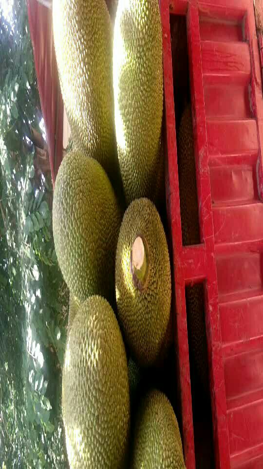 一车菠萝蜜大果