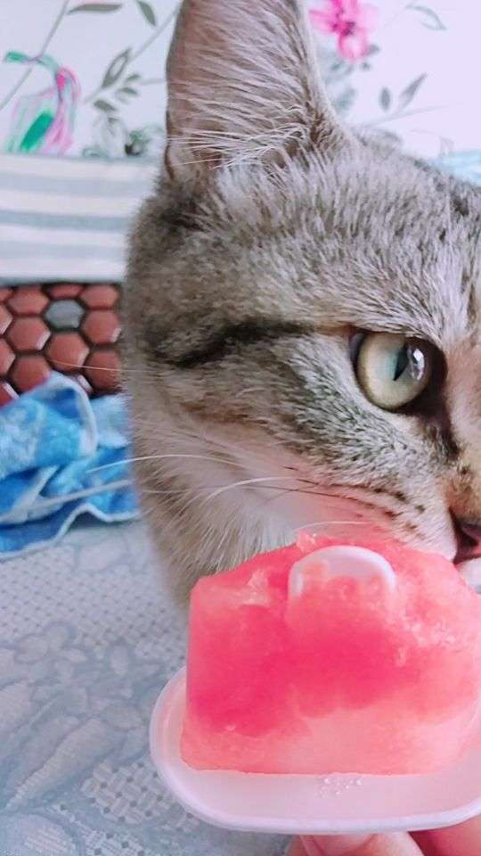 被虎妞的盛世美颜折服,舔冰棍的样子太美了,从你的眼睛里看见了星辰