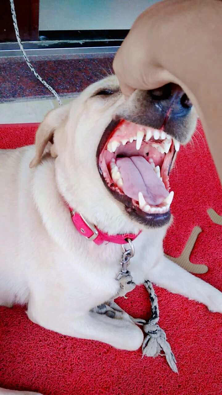 拉布拉多:各位你们看我的牙白吗