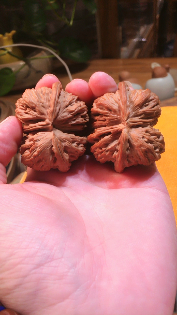 特惠2999921597【尺寸50的白狮子头球连连体】实物实拍,大自然