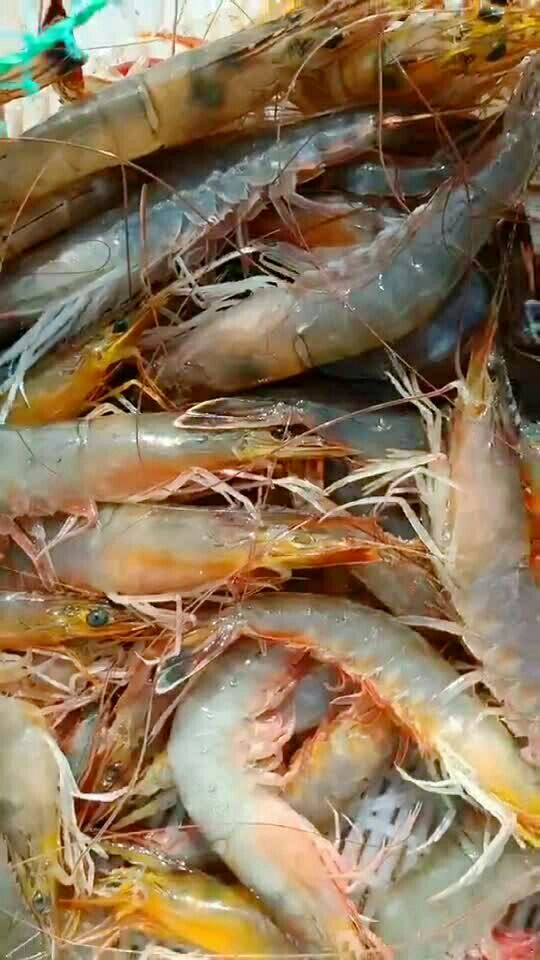 渤海湾大对虾