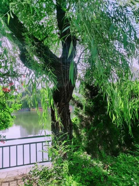 阳光不燥微风正好,站在湖边细看风景,心情不是一般的好!