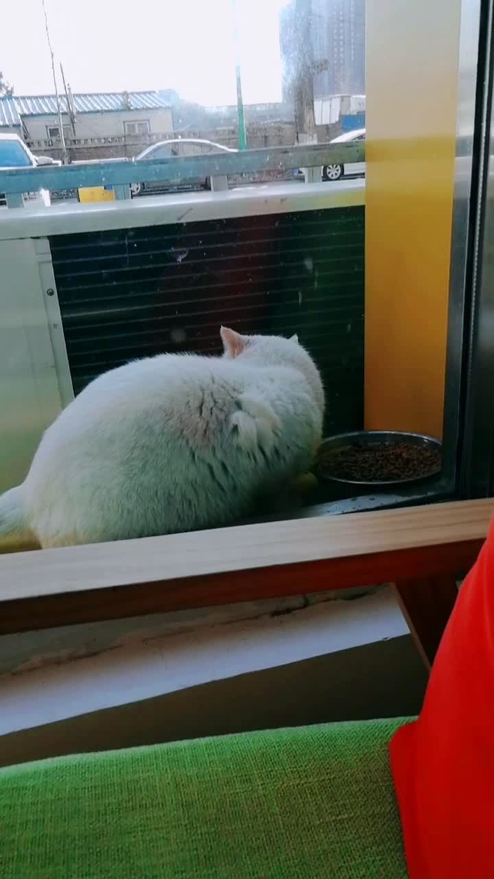 流浪猫8号,叫你八公主!肚子里面好像也有崽儿