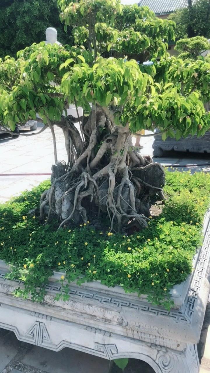 越南9799灵应寺的盆栽都好漂亮…~好精致