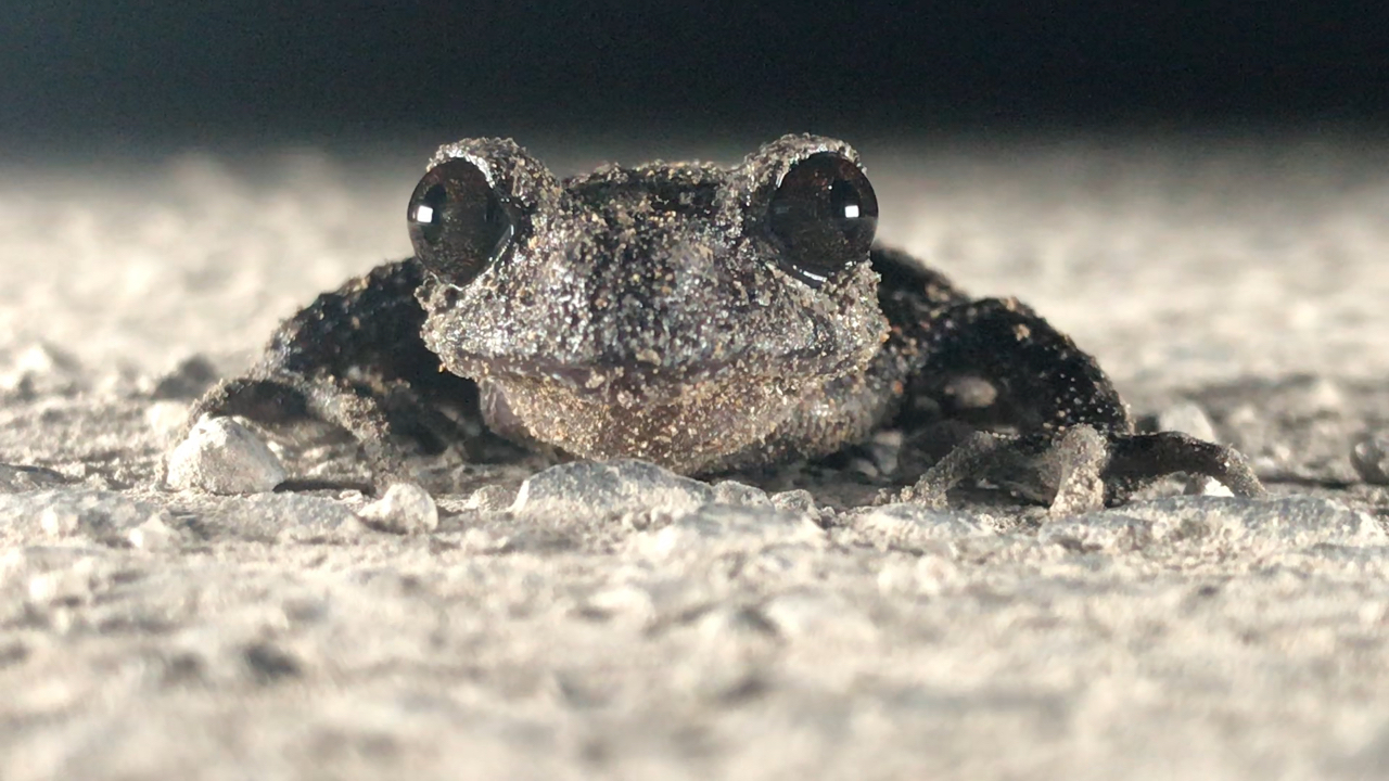 红点齿蟾童鞋,你的眼睛真好看