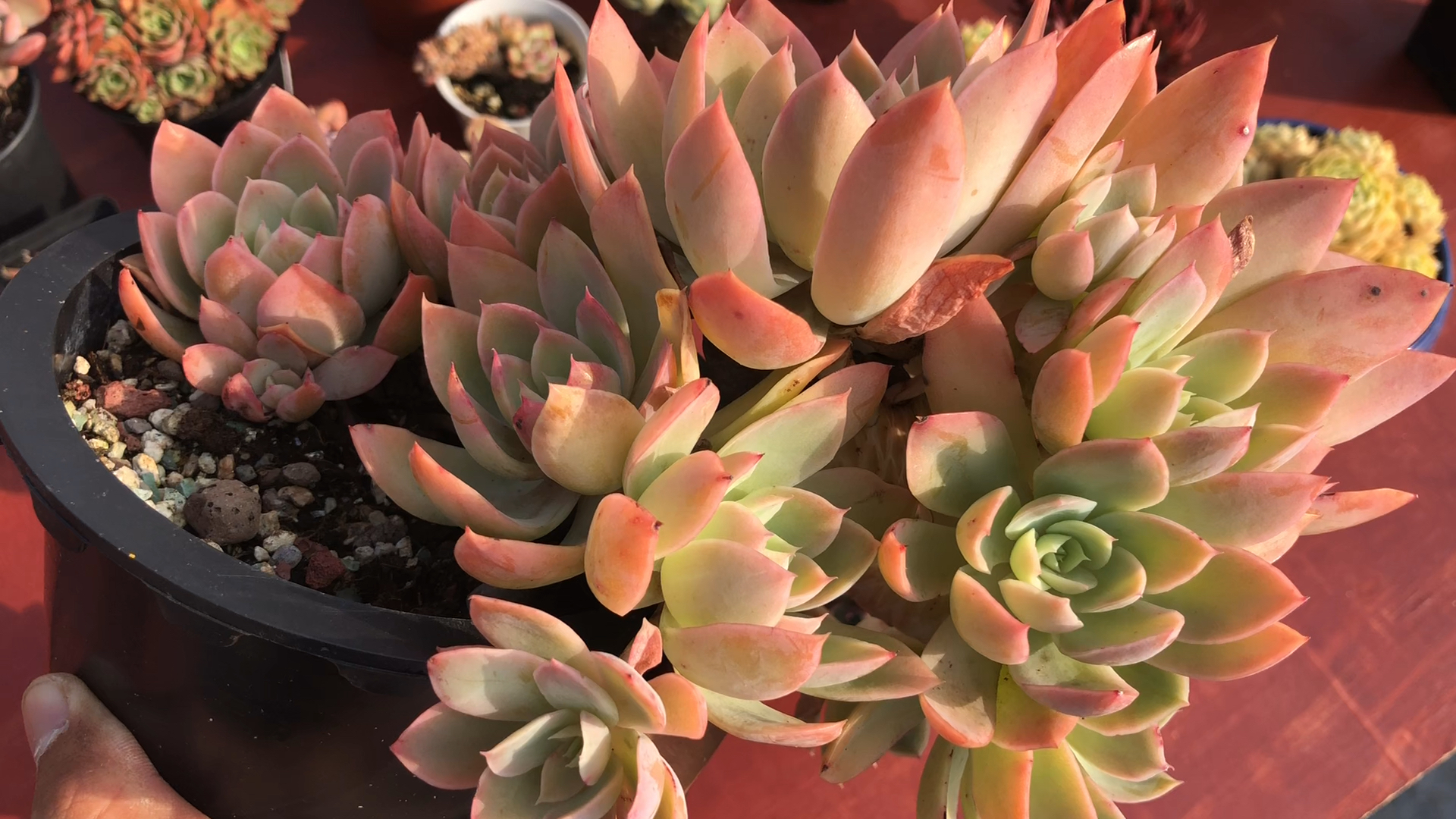 多肉# 丝绸面纱悬崖老桩无砍 状态超好 22092