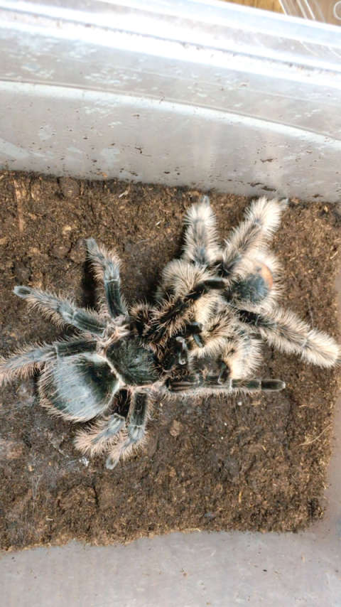 杂尼加拉瓜卷毛交配