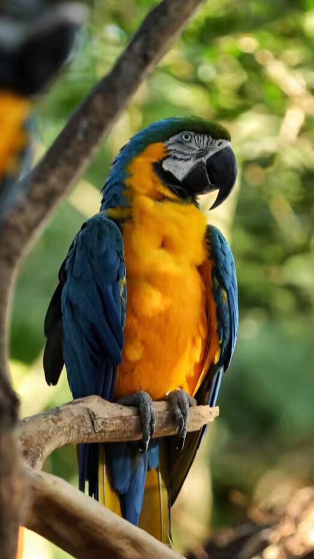 拍摄于亚马逊河的巴西丛林鹦鹉,世界上最珍贵稀少的野生鹦鹉,很多人一