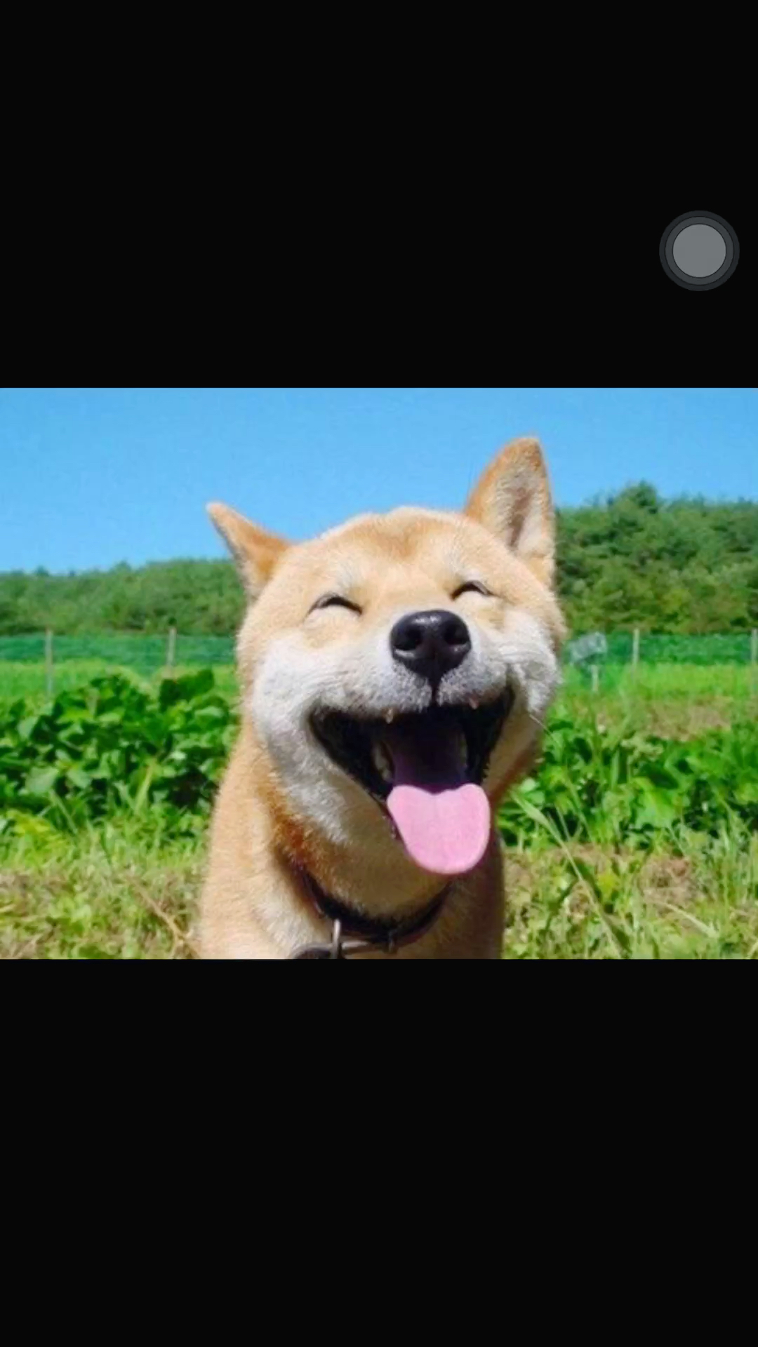 柴犬北登壁纸,柴犬北登头像_大山谷图库